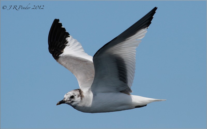 Sabine's Gull