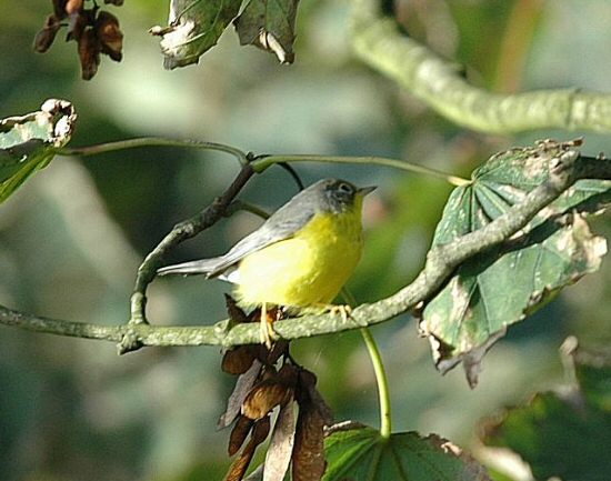Canada Warbler