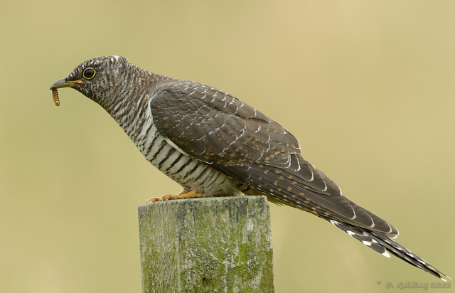 Cuckoo