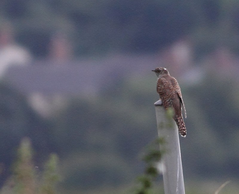 Cuckoo