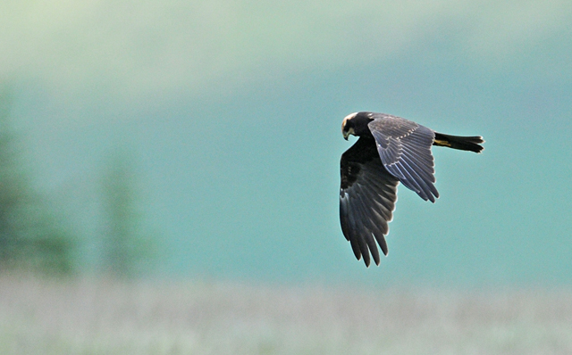 Marsh Harrier