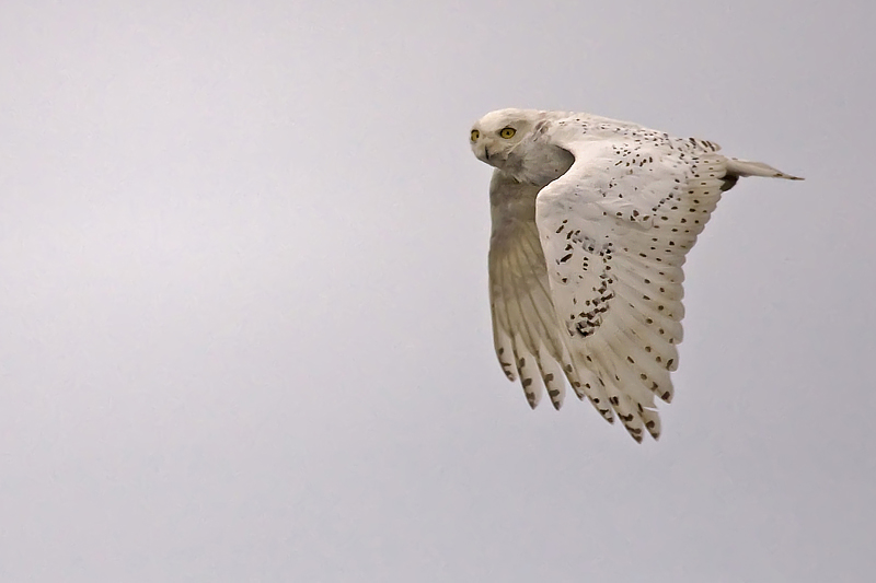 Snowy Owl