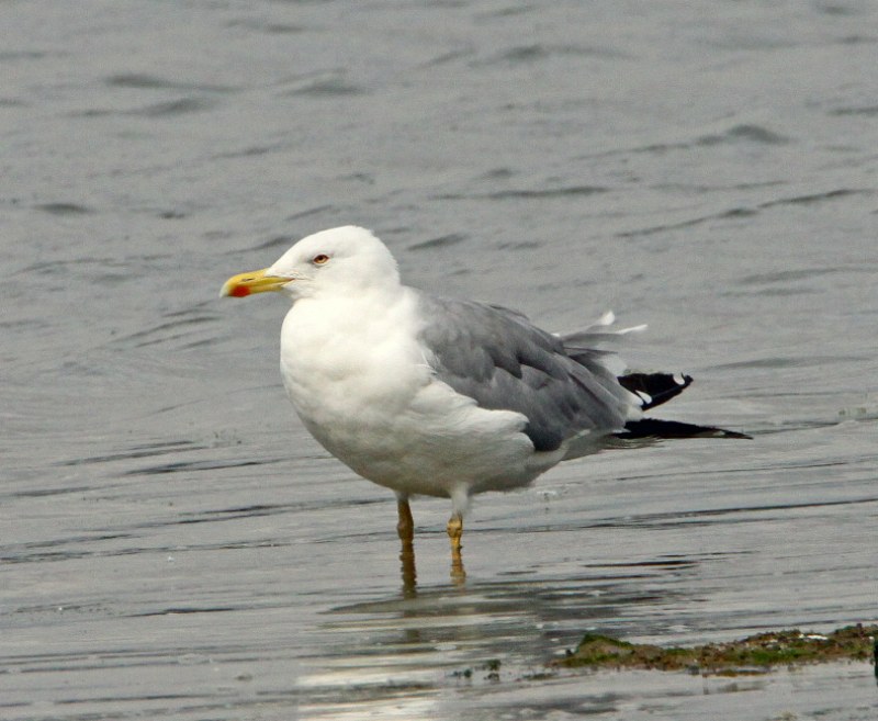 Yellow-legged Gull