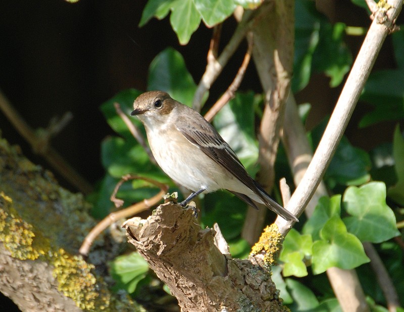 Pied Flycatcher