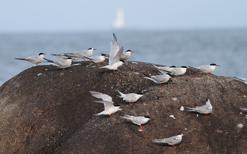 Roseate Tern