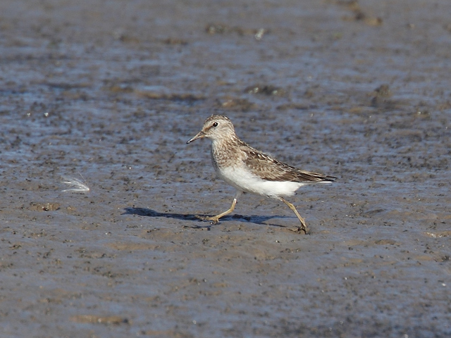 Temminck's Stint