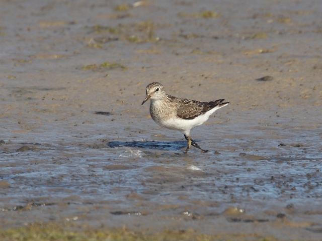Temminck's Stint