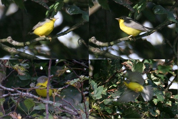 Canada Warbler