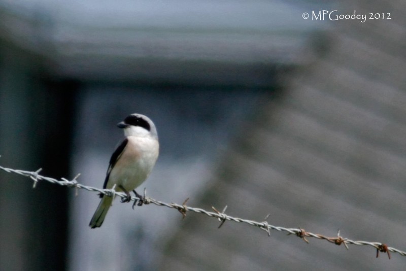 Lesser Grey Shrike
