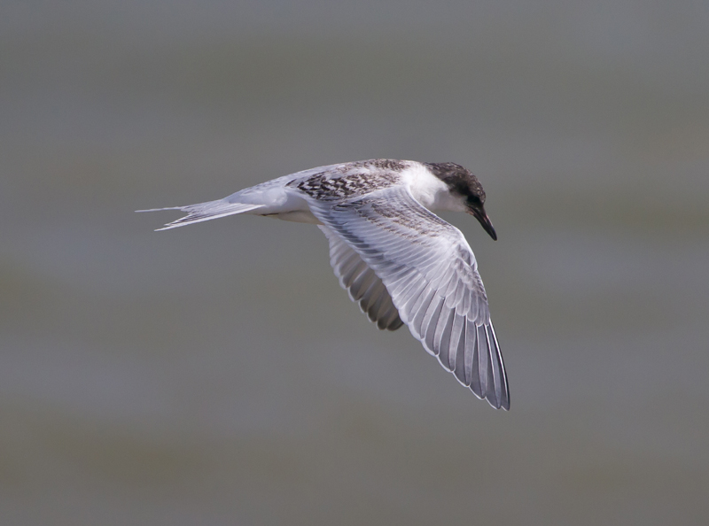 Roseate Tern