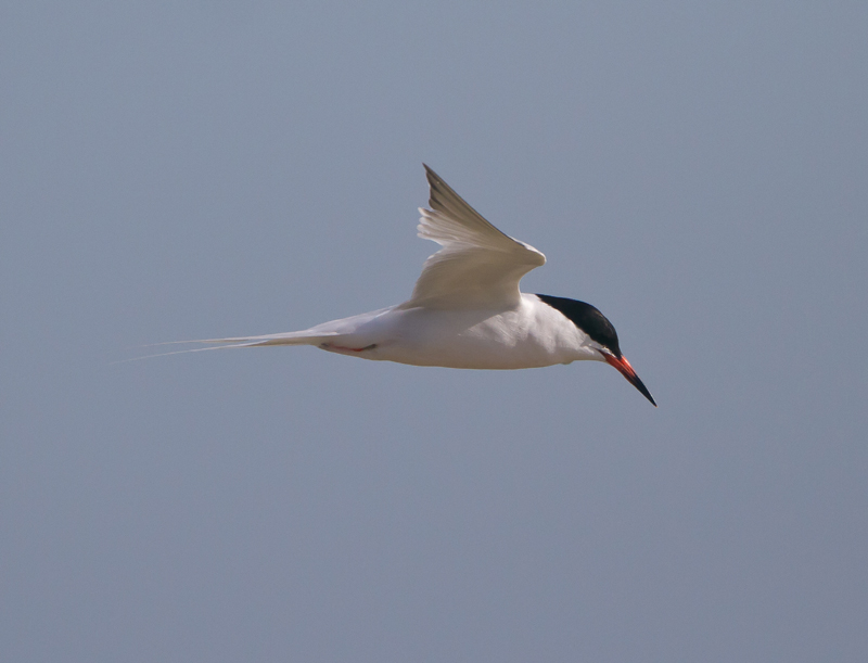 Roseate Tern