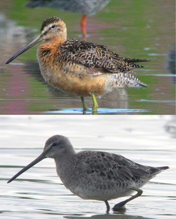 Long-billed Dowitcher