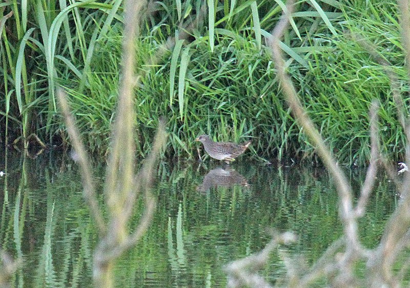 Spotted Crake