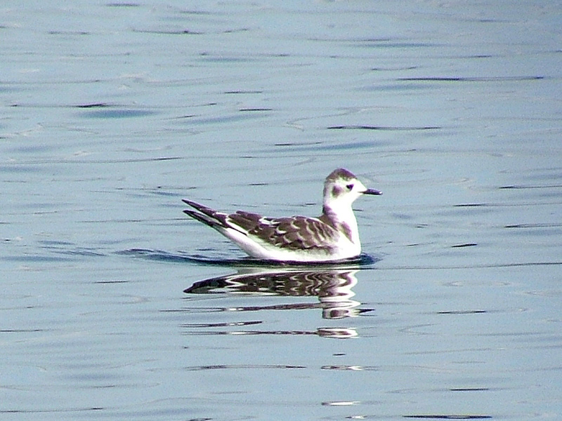 Little Gull