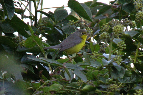 Canada Warbler