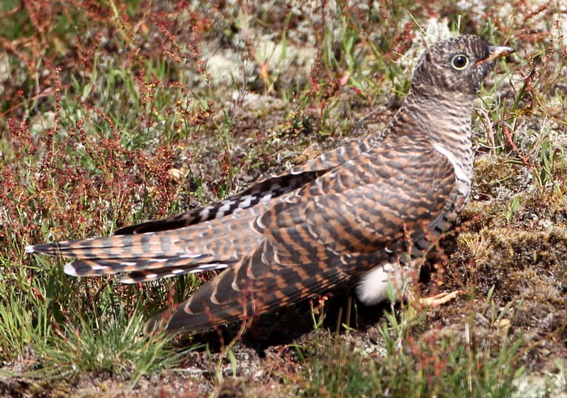 Cuckoo