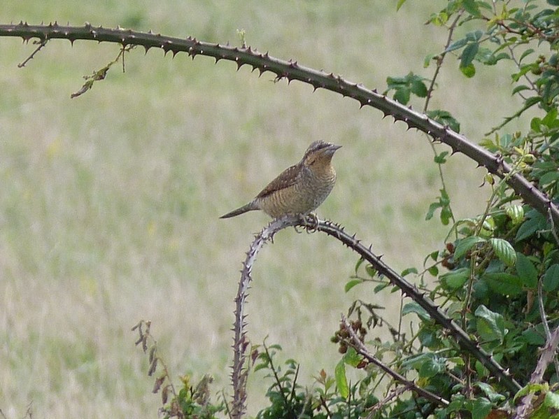 Wryneck