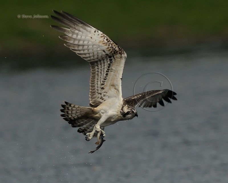 Osprey