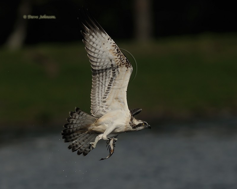 Osprey