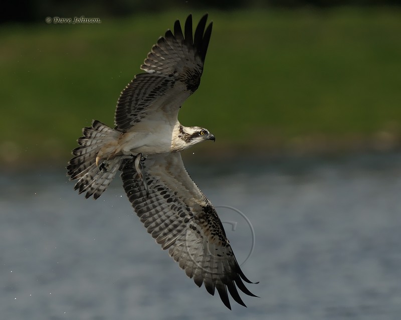 osprey