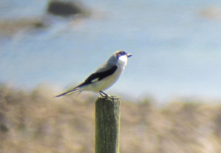 Lesser Grey Shrike