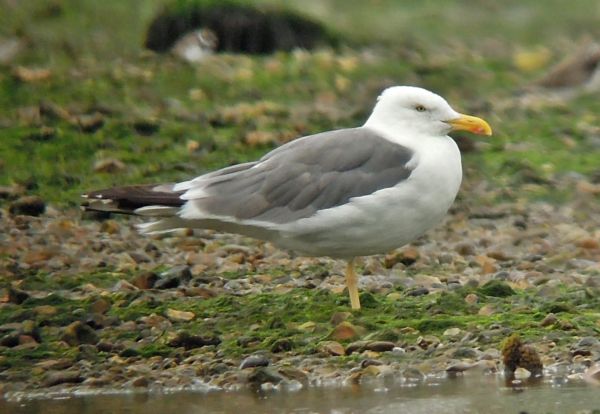 Yellow-legged Gull