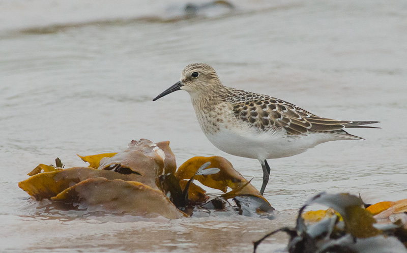Baird's Sandpiper