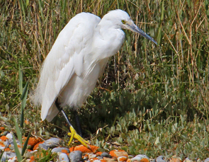 Little Egret