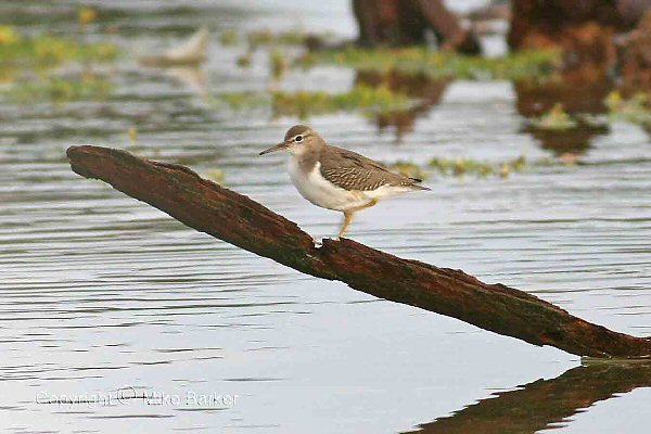 Spotted Sandpiper