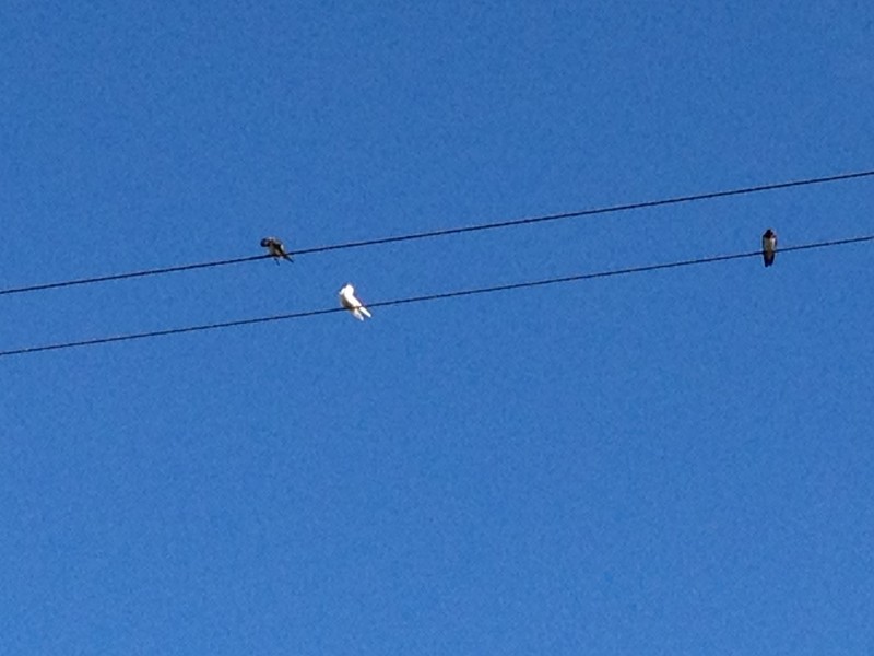 Swallow