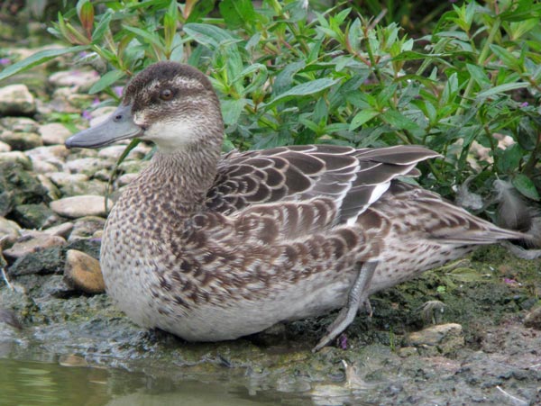 Garganey