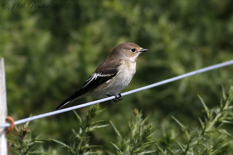Pied Flycatcher