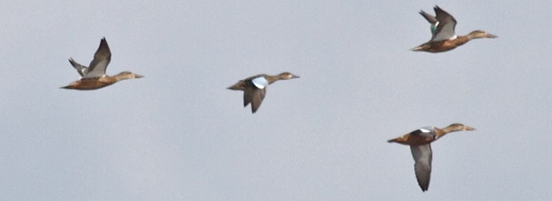 Blue-winged Teal
