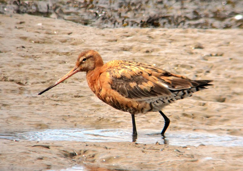 Black-tailed Godwit