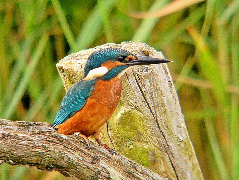 Kingfisher
