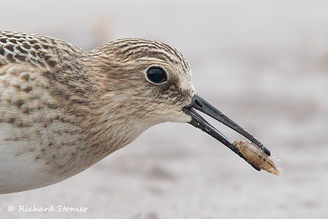 Baird's Sandpiper