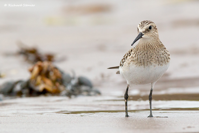 Baird's Sandpiper
