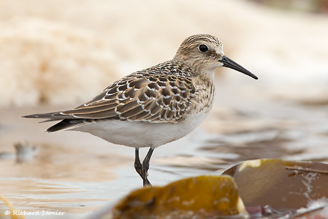 Baird's Sandpiper