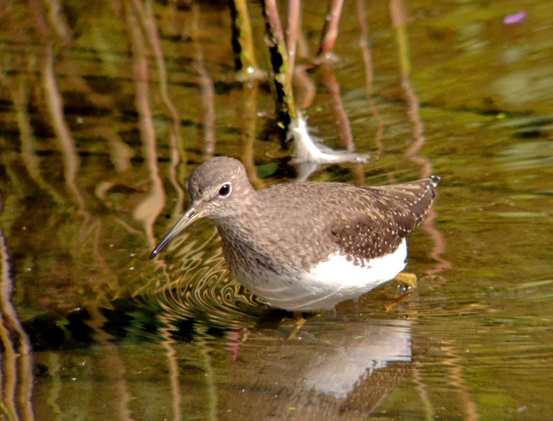 Green Sandpiper