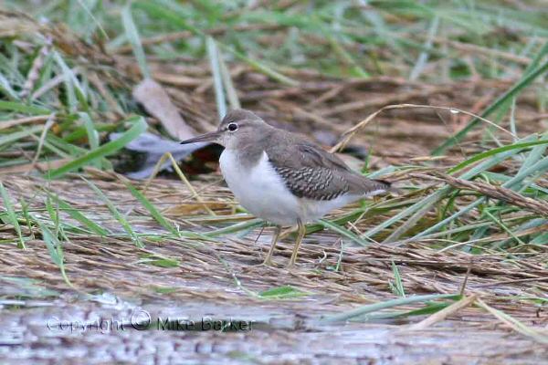Spotted Sandpiper
