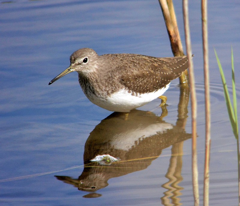 Green Sandpiper