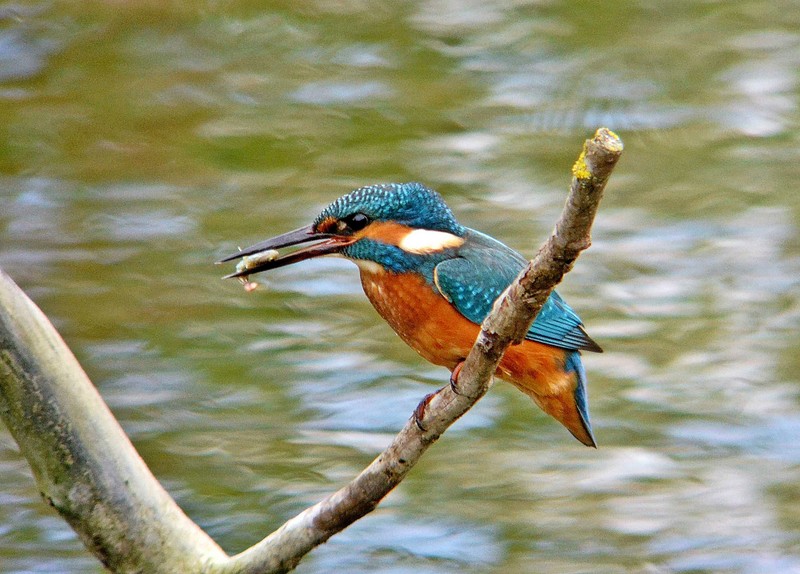 Kingfisher