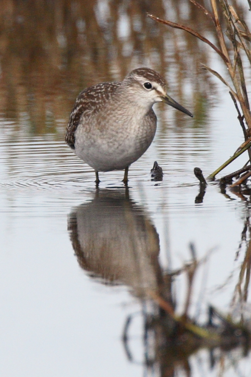 Wood Sandpiper