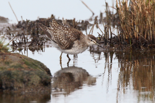 Wood Sandpiper