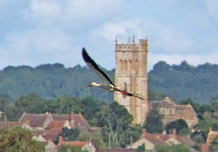White Stork