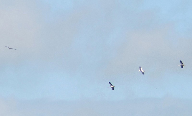 White Stork