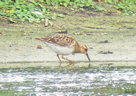 Pectoral Sandpiper