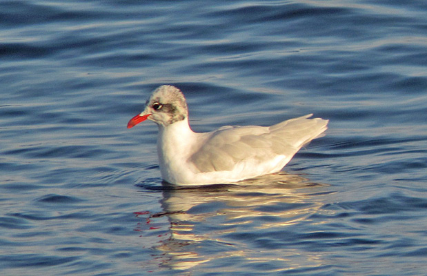 Mediterranean Gull