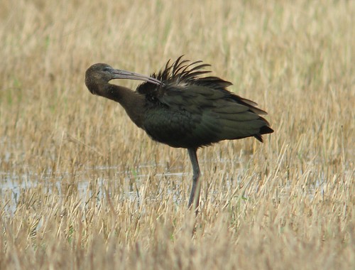 Glossy Ibis