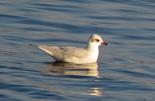 Mediterranean Gull
